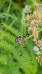 Depressaria daucella