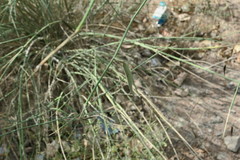 Leptadenia pyrotechnica