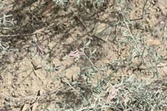 Indigofera oblongifolia