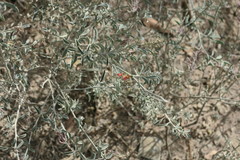 Indigofera oblongifolia