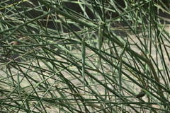 Leptadenia pyrotechnica