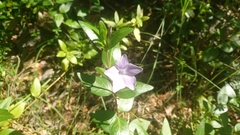Vinca difformis difformis