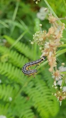 Depressaria daucella