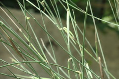 Leptadenia pyrotechnica