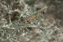 Indigofera oblongifolia