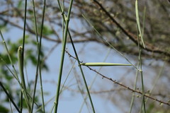 Leptadenia pyrotechnica