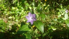 Vinca difformis difformis