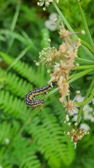 Depressaria daucella