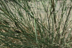Leptadenia pyrotechnica