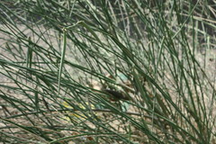 Leptadenia pyrotechnica