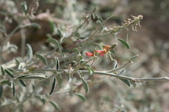 Indigofera oblongifolia