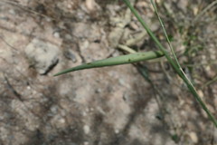 Leptadenia pyrotechnica