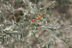 Indigofera oblongifolia
