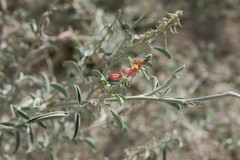 Indigofera oblongifolia