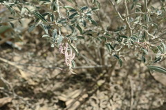 Indigofera oblongifolia