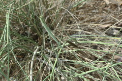 Leptadenia pyrotechnica