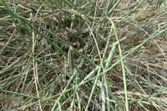 Leptadenia pyrotechnica