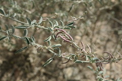 Indigofera oblongifolia