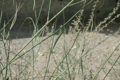 Leptadenia pyrotechnica