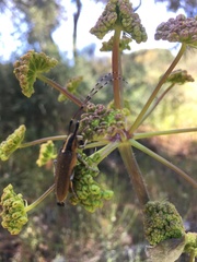 Agapanthia asphodeli