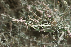 Indigofera oblongifolia