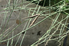 Leptadenia pyrotechnica