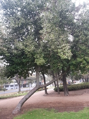 Beilschmiedia miersii