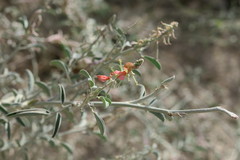 Indigofera oblongifolia