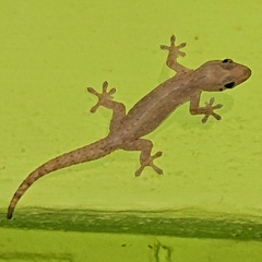 Hemidactylus frenatus