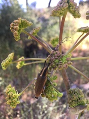 Agapanthia asphodeli