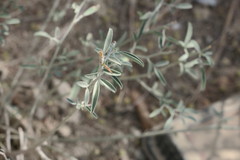 Indigofera oblongifolia