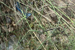 Leptadenia pyrotechnica