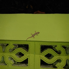 Hemidactylus frenatus