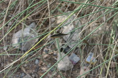 Leptadenia pyrotechnica