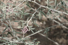 Indigofera oblongifolia