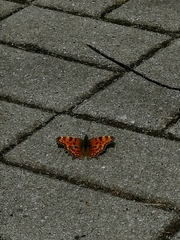 Polygonia c-album