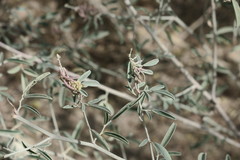 Indigofera oblongifolia