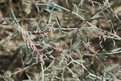 Indigofera oblongifolia