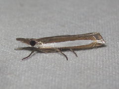 Crambus quinquareatus