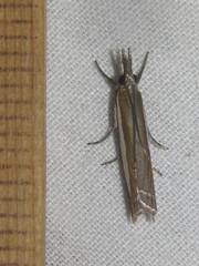 Crambus quinquareatus