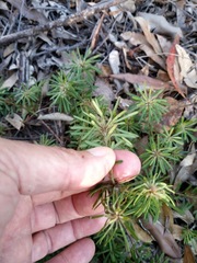 Pultenaea petiolaris