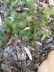 Pultenaea petiolaris