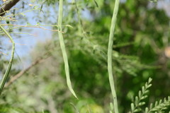 Moringa oleifera