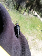 Physomeloe corallifer