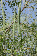 Moringa oleifera