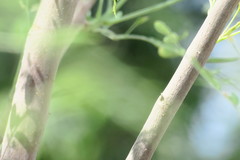 Moringa oleifera