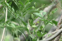 Moringa oleifera