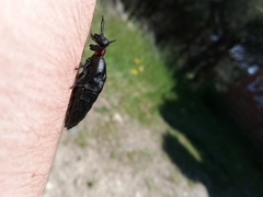 Physomeloe corallifer