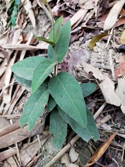 Vincetoxicum hirsutum