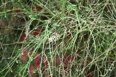 Moringa oleifera